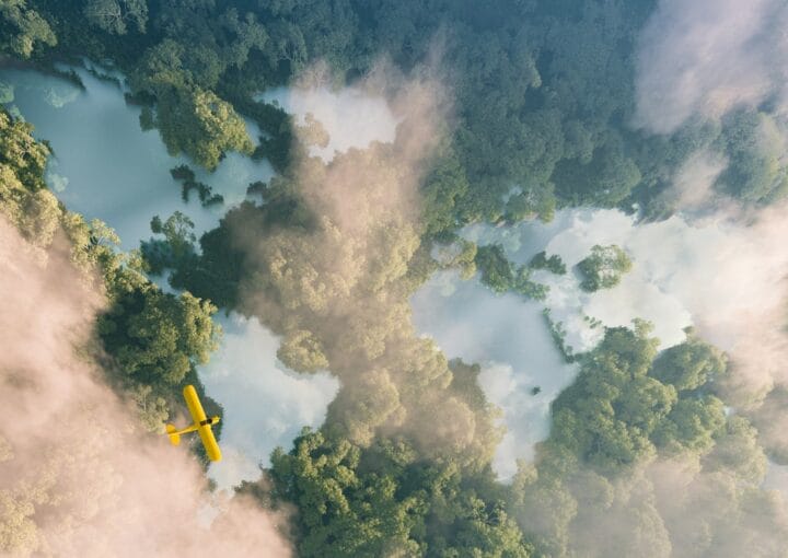 Rainforest Image