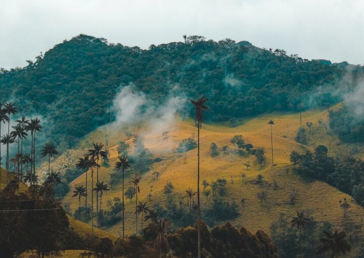 smokey mountain with coconut palm trees