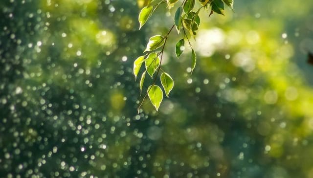 selective focus photo of green vine