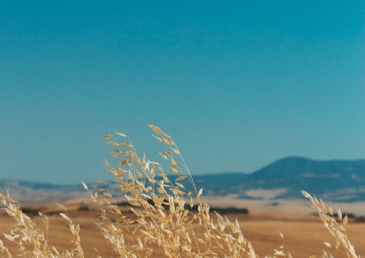 leaves leanings towards left